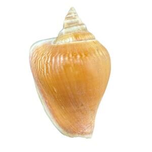 Natural Seashell Strobes Laevistronbus Gastropod Brown 1.75"  Harvested 1980s